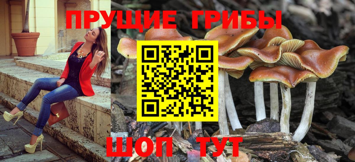 Галлюциногенные грибы Cubensis Долгопрудный